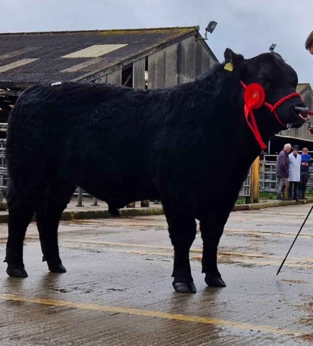 Pedigree Aberdeen Angus Bulls - Image 4