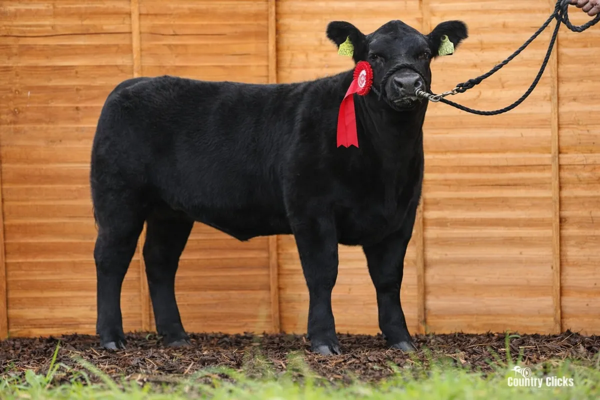 Pedigree Aberdeen Angus Bulls - Image 3