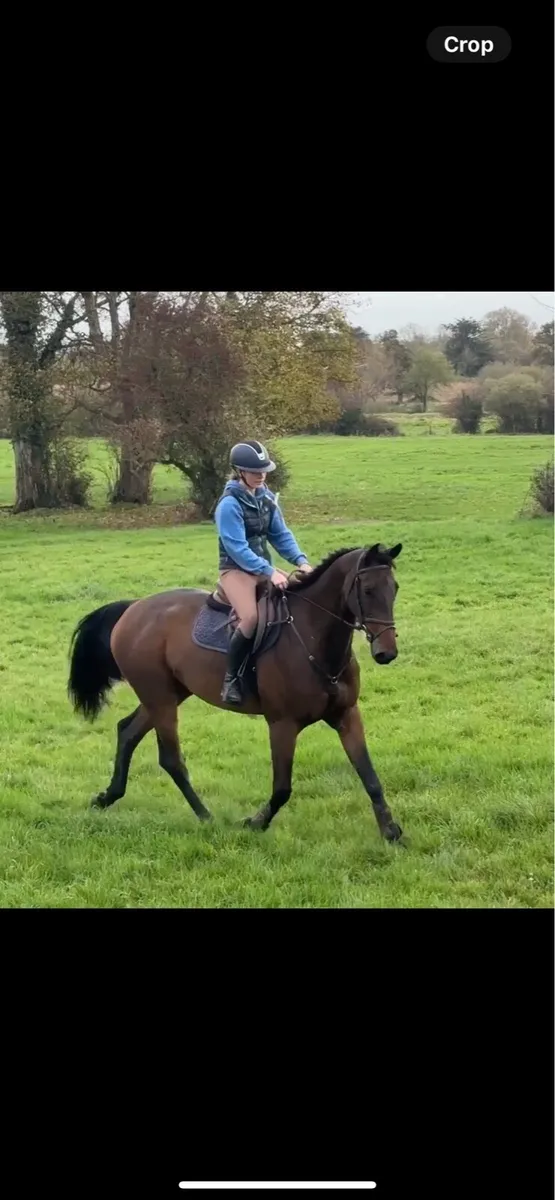 Breaking and schooling livery available - Image 4