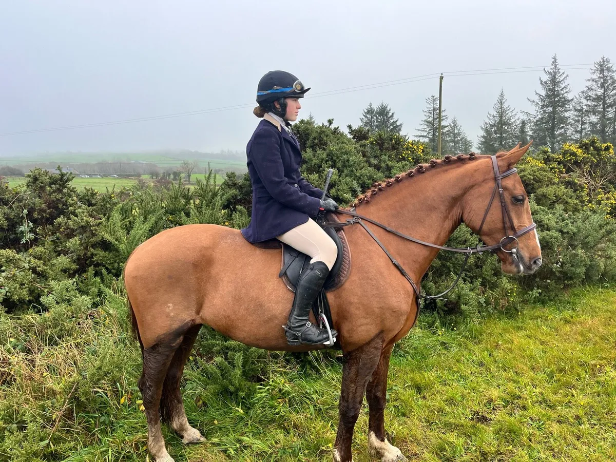 Breaking and schooling livery available - Image 2