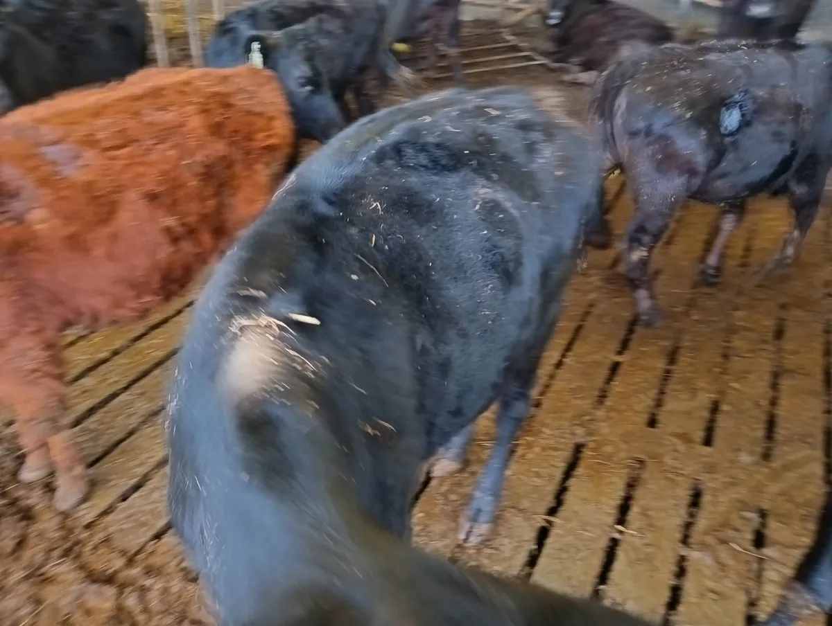 Yearling heifers - Image 2