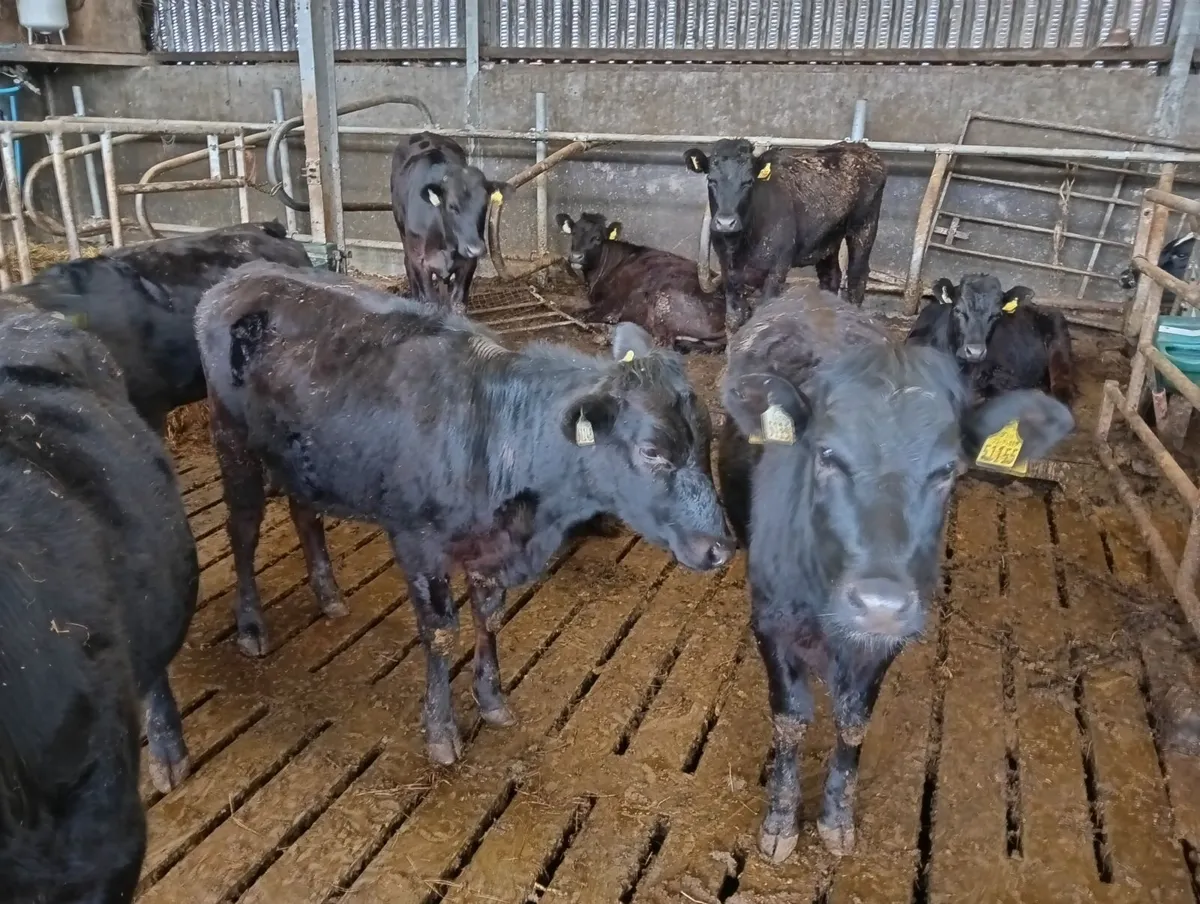 Yearling heifers - Image 4