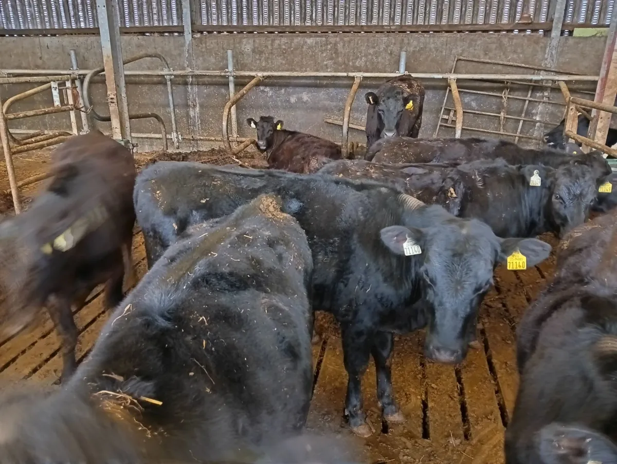 Yearling heifers - Image 3