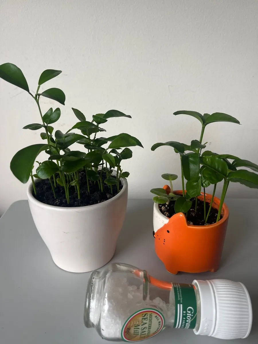 Indoor Lemon plants - Image 3