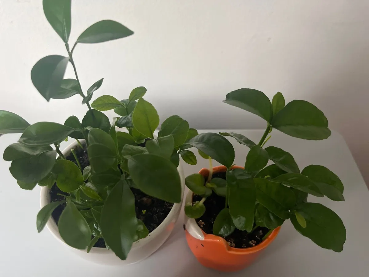 Indoor Lemon plants - Image 1