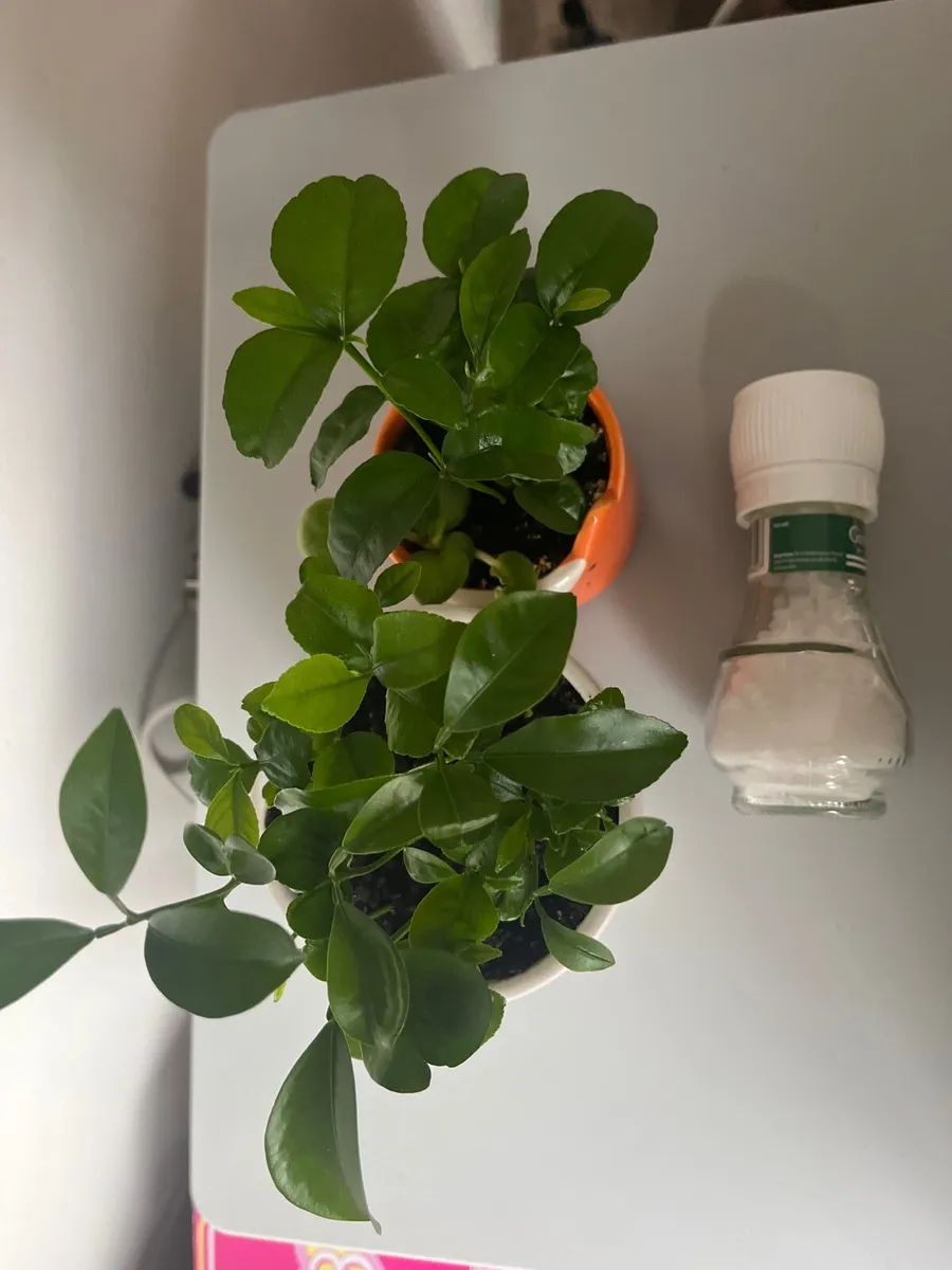 Indoor Lemon plants - Image 4