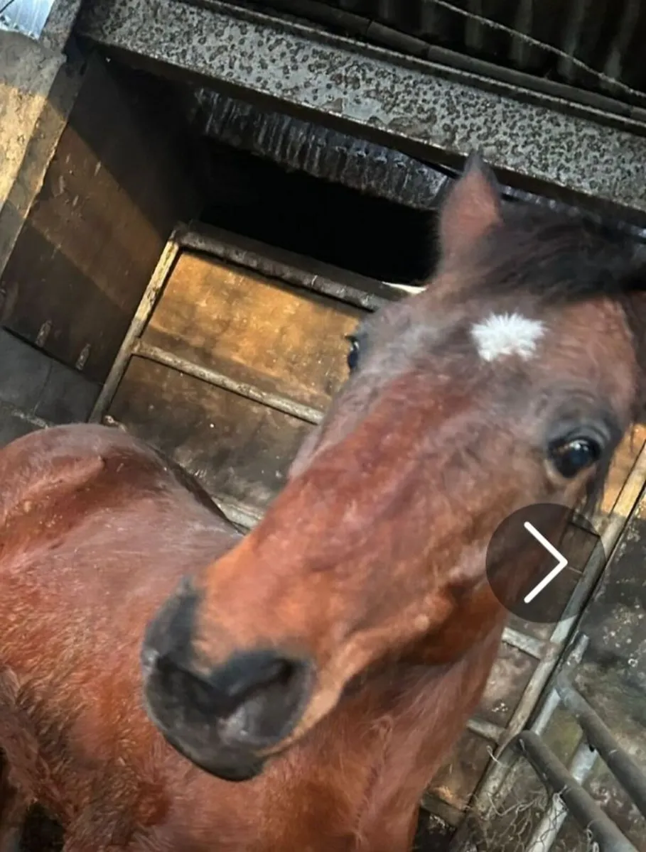 14h gelding - Image 1