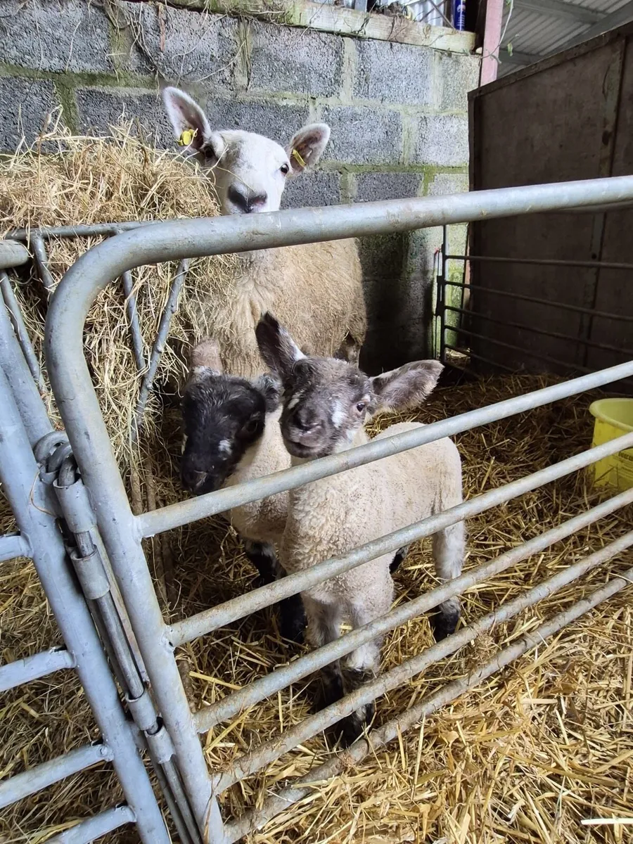 3 crossbred pet lambs - Image 1