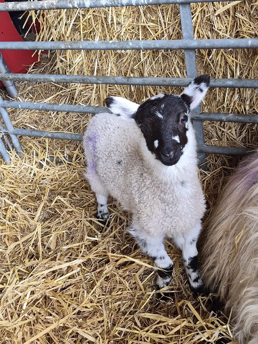 3 crossbred pet lambs - Image 2
