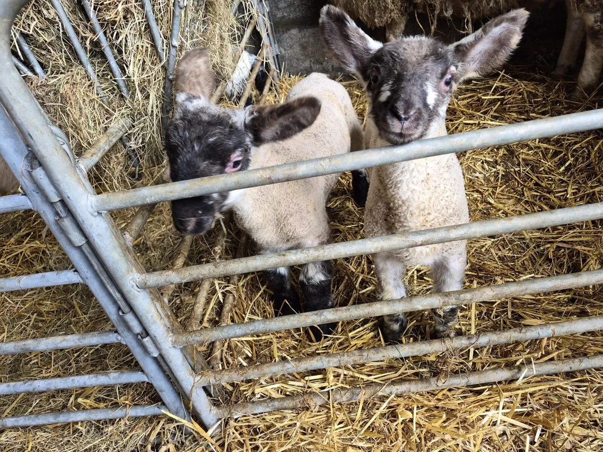 3 crossbred pet lambs - Image 3