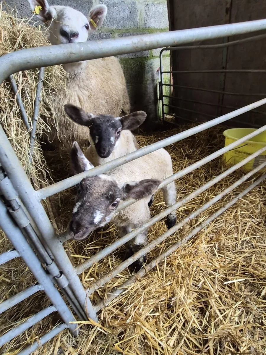3 crossbred pet lambs - Image 4
