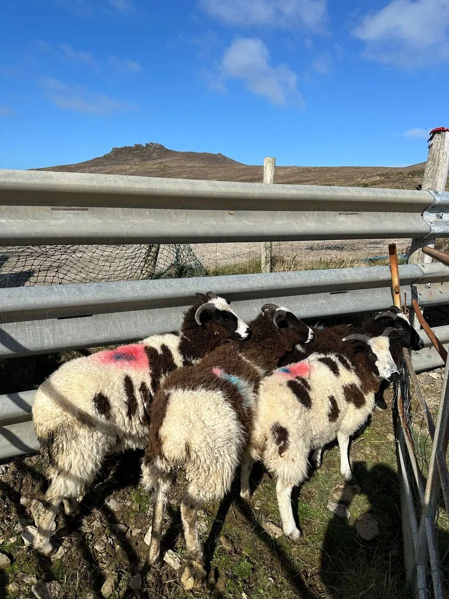 Jacob Hoggets - Image 1