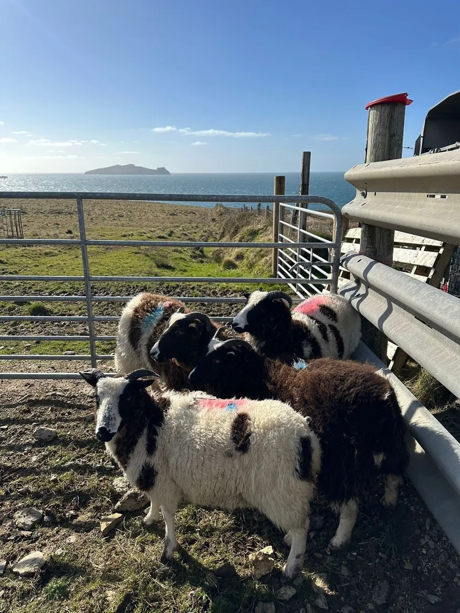 Jacob Hoggets - Image 2