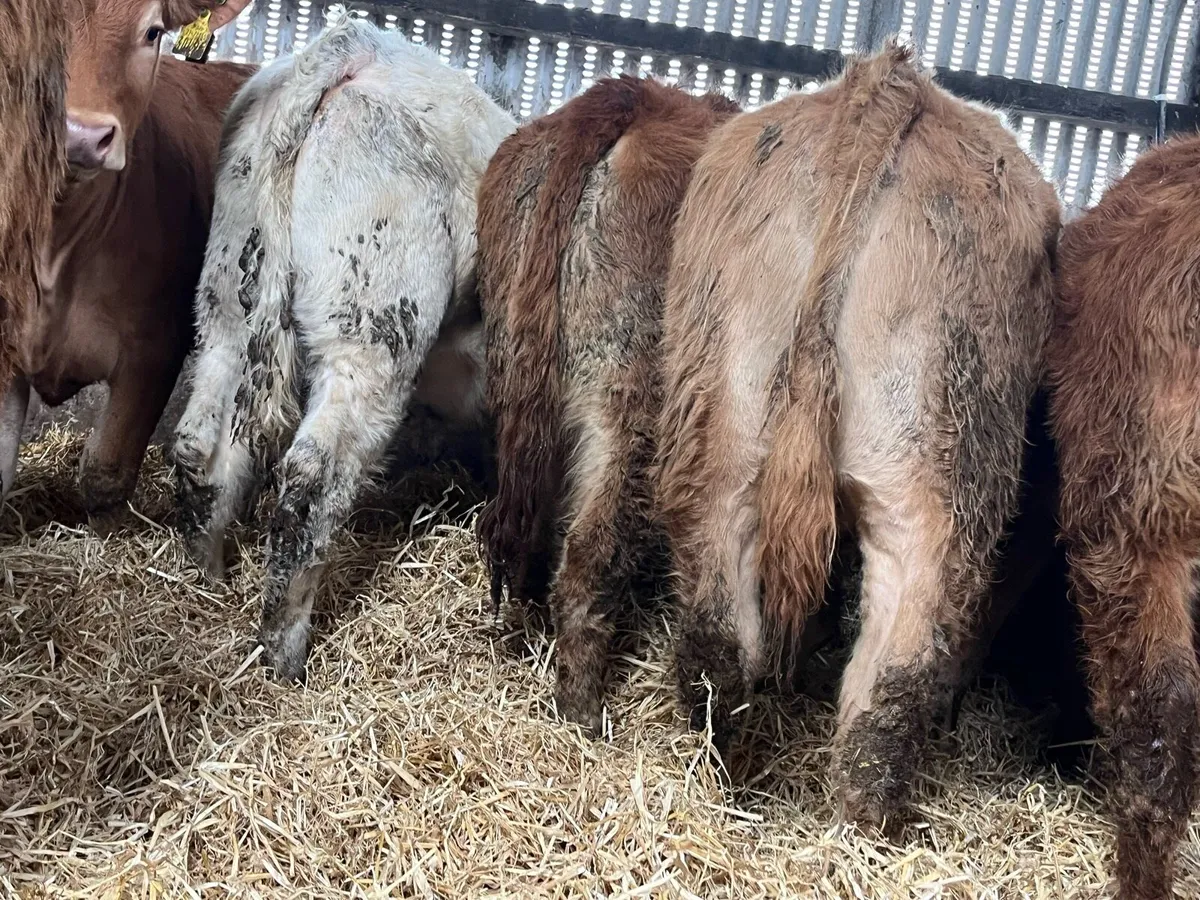 12 Heifer Weanlings - Image 1
