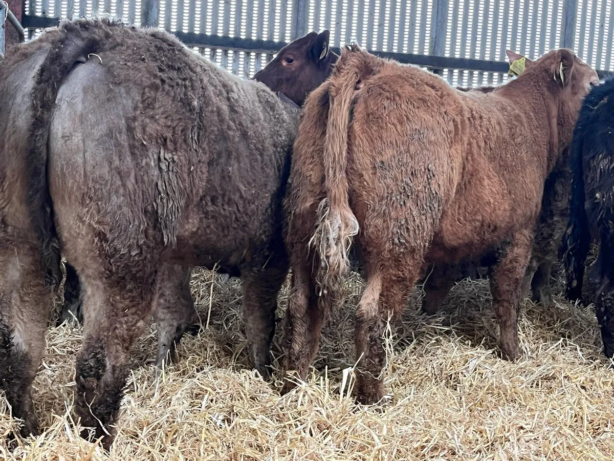 12 Heifer Weanlings - Image 2