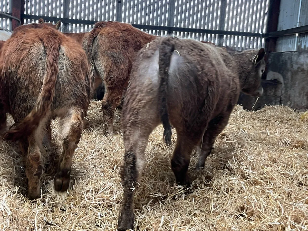 12 Heifer Weanlings - Image 3