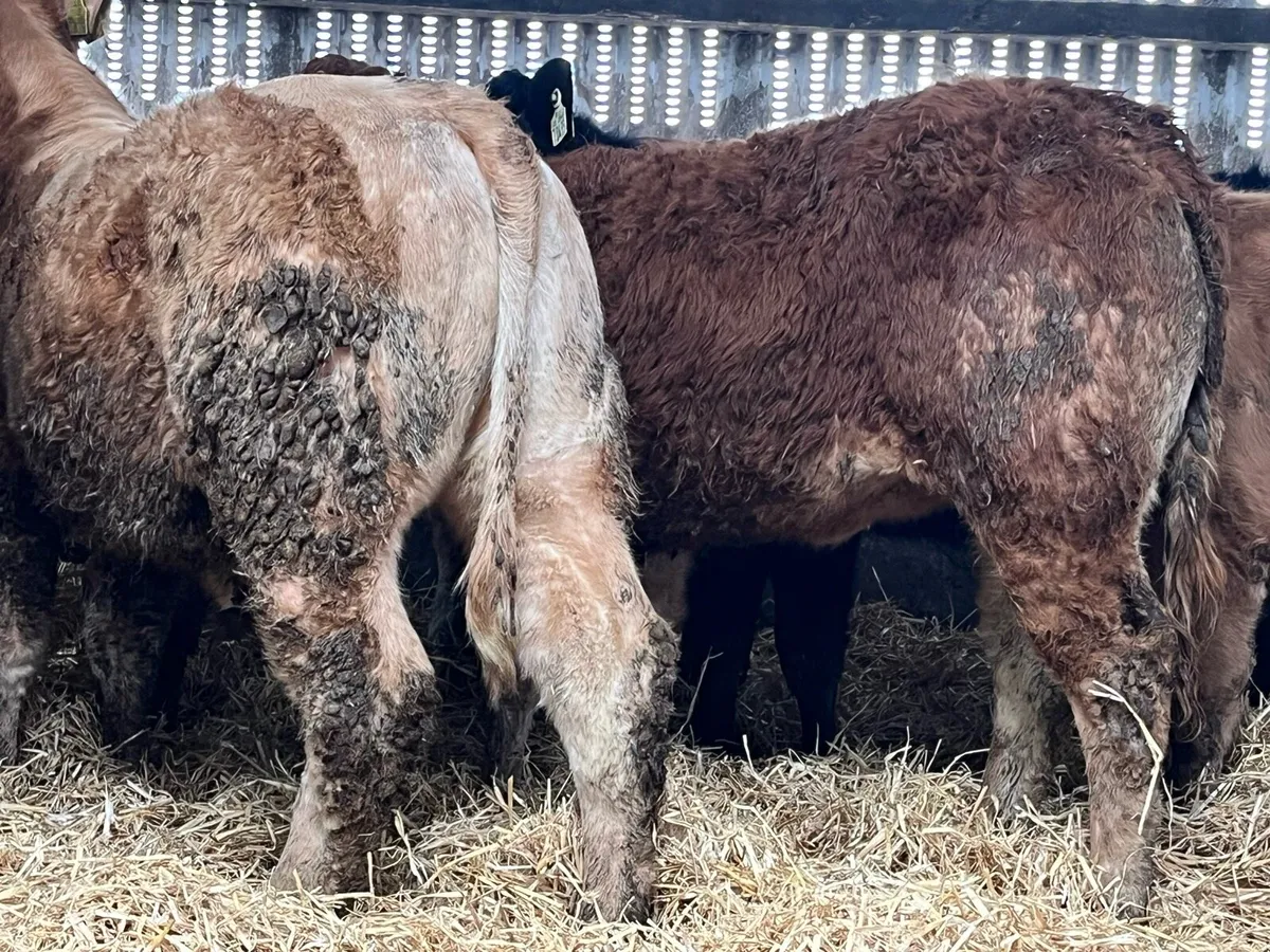 12 Heifer Weanlings - Image 4