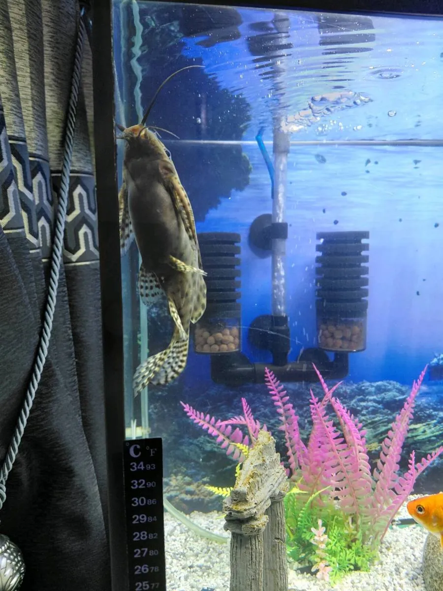 2 cleaner fish - Image 1