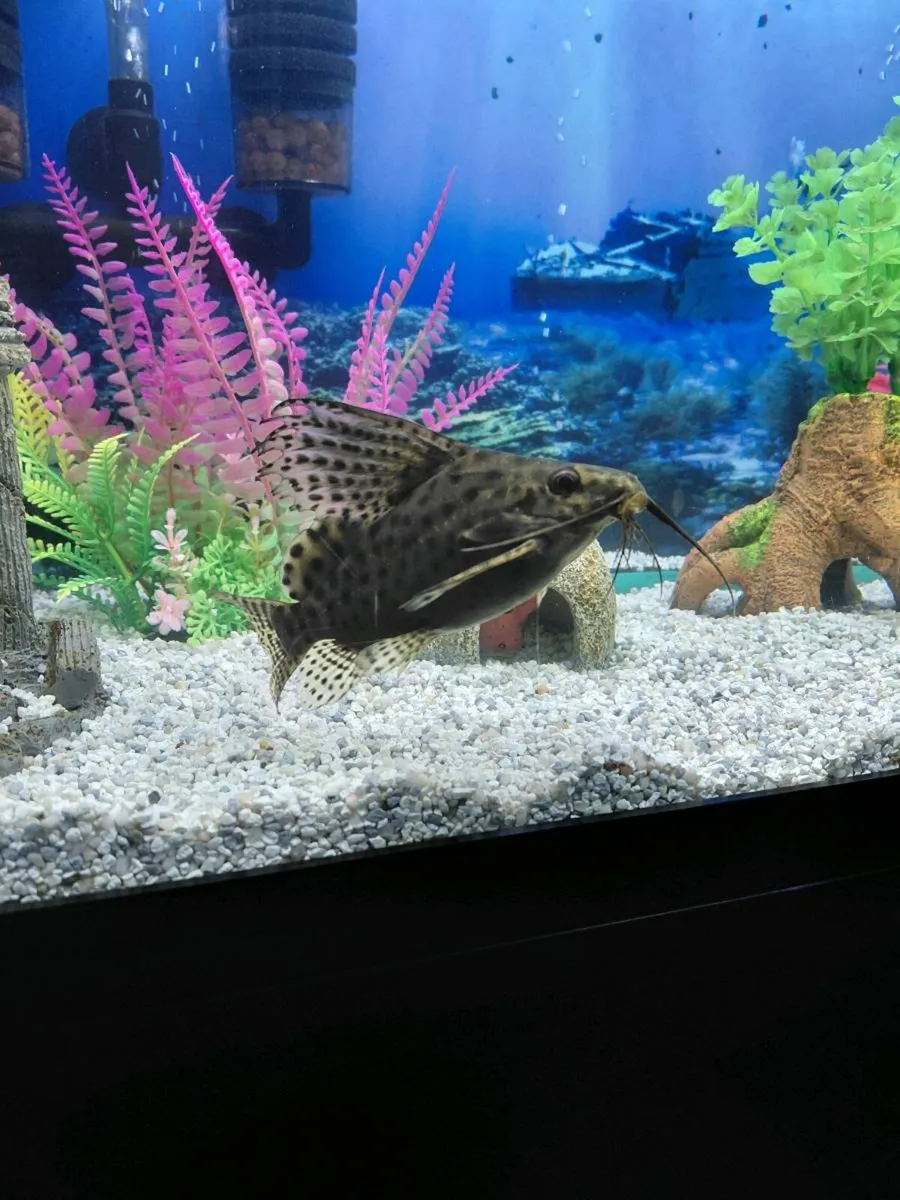 2 cleaner fish - Image 2