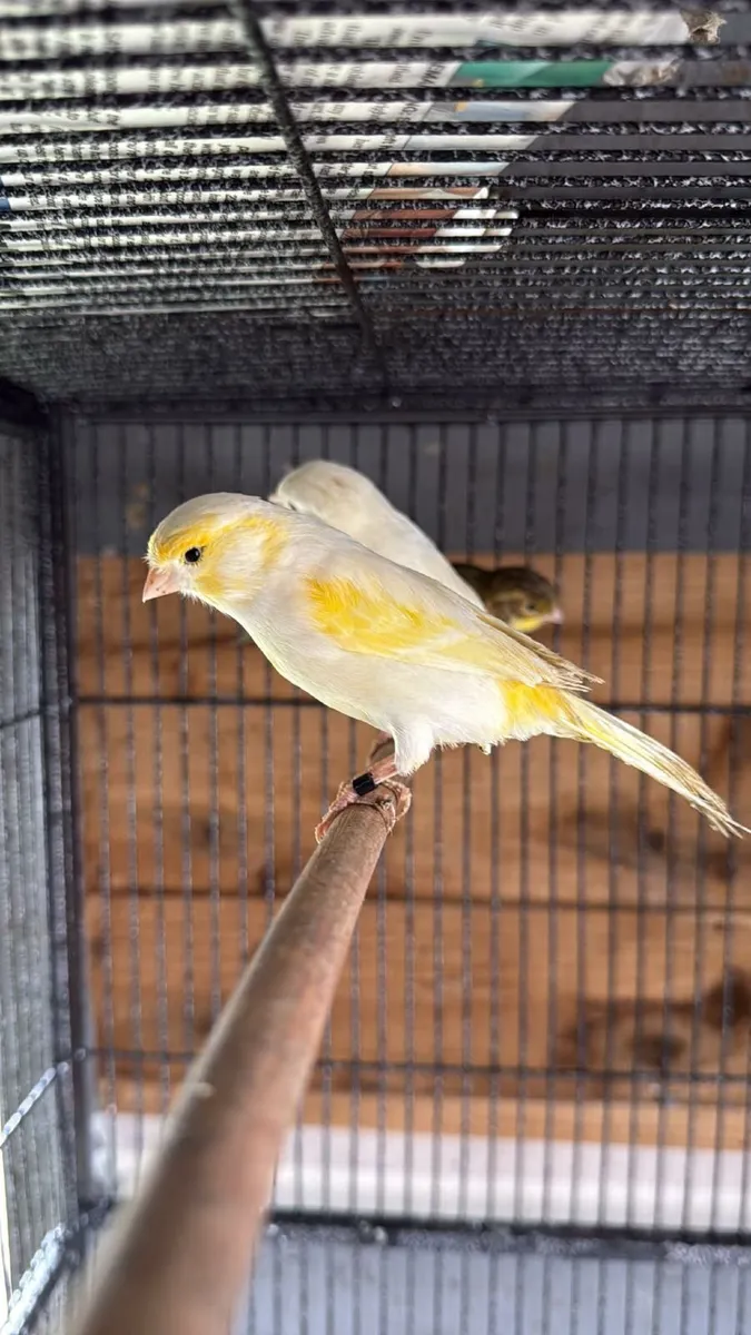Canaries for sale - Image 1