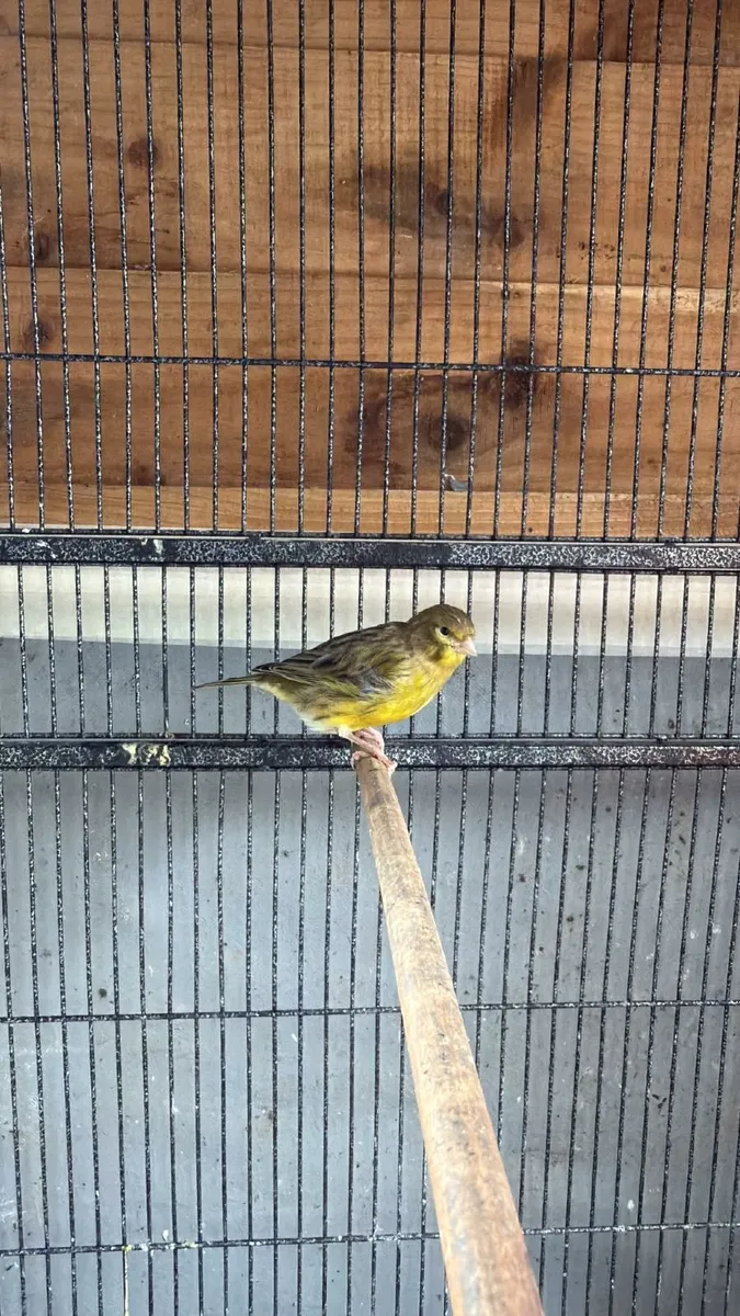 Canaries for sale - Image 3