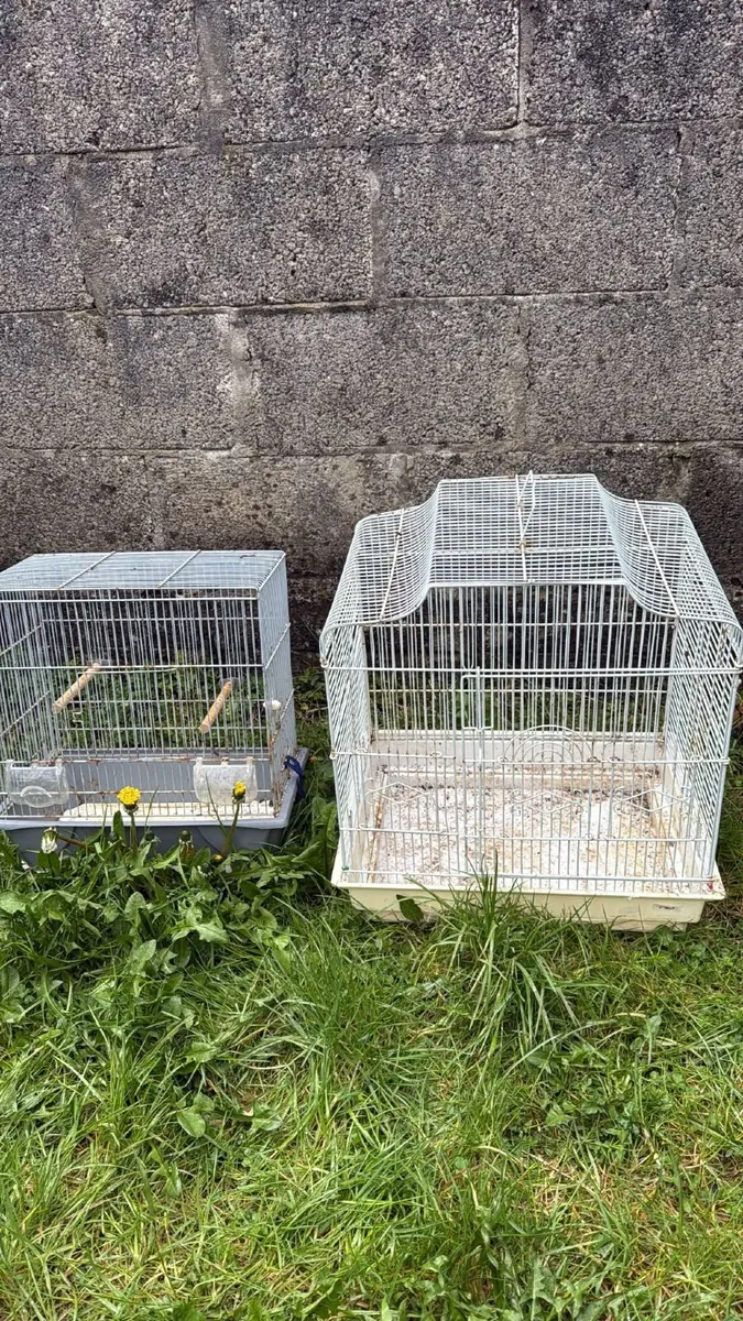 Canaries for sale - Image 4