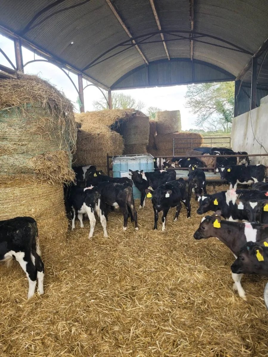 Tb restricted calves - Image 1