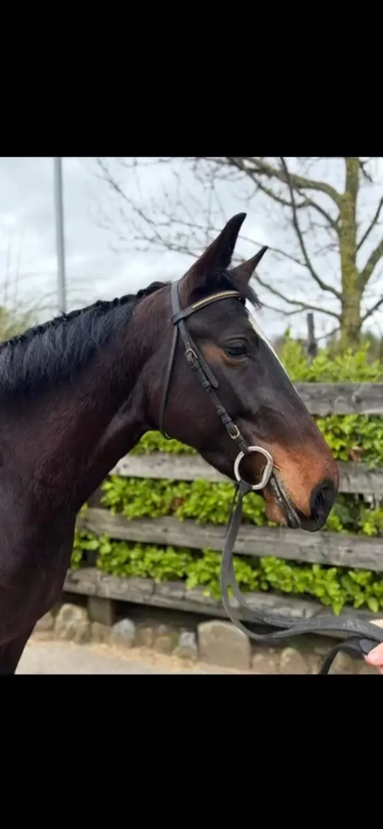 Cob x connie Filly - Image 1