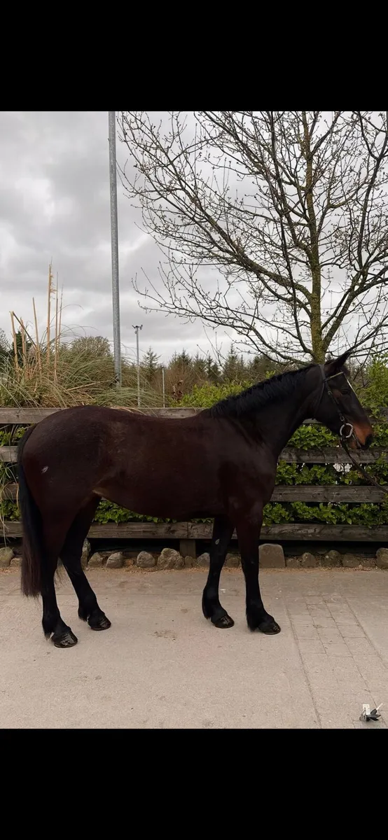 Cob x connie Filly - Image 2