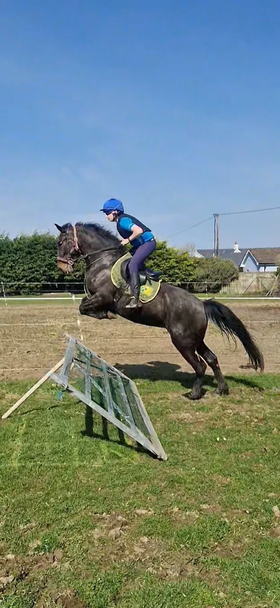 Cob x connie Filly - Image 3