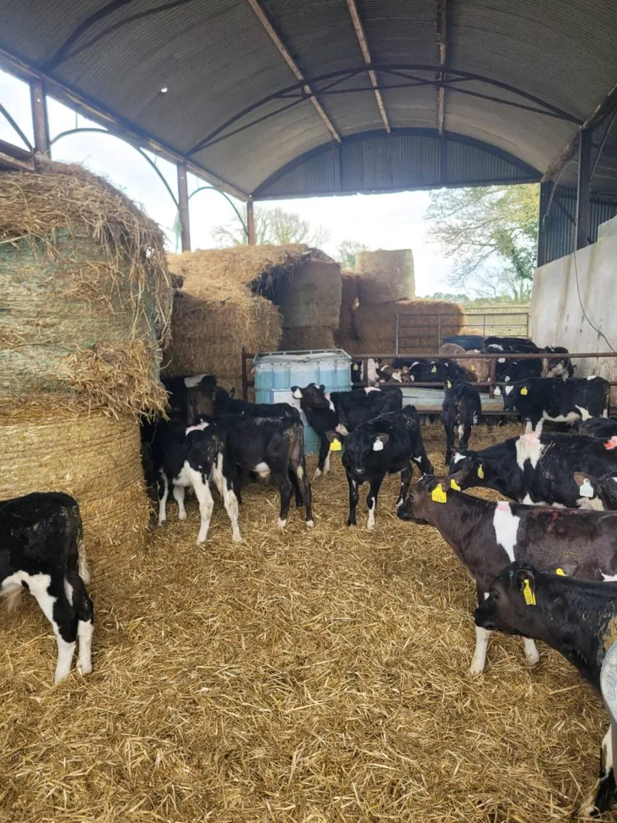 Tb restricted calves - Image 2