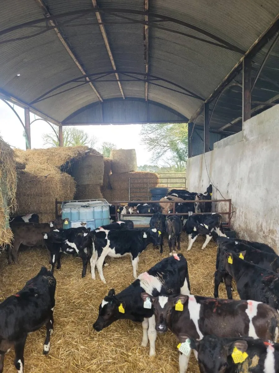 Tb restricted calves - Image 3