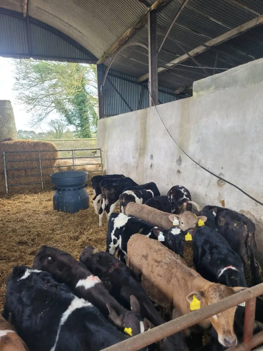 Tb restricted calves - Image 4