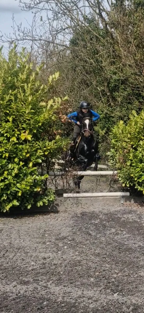 Cob x connie Filly - Image 4