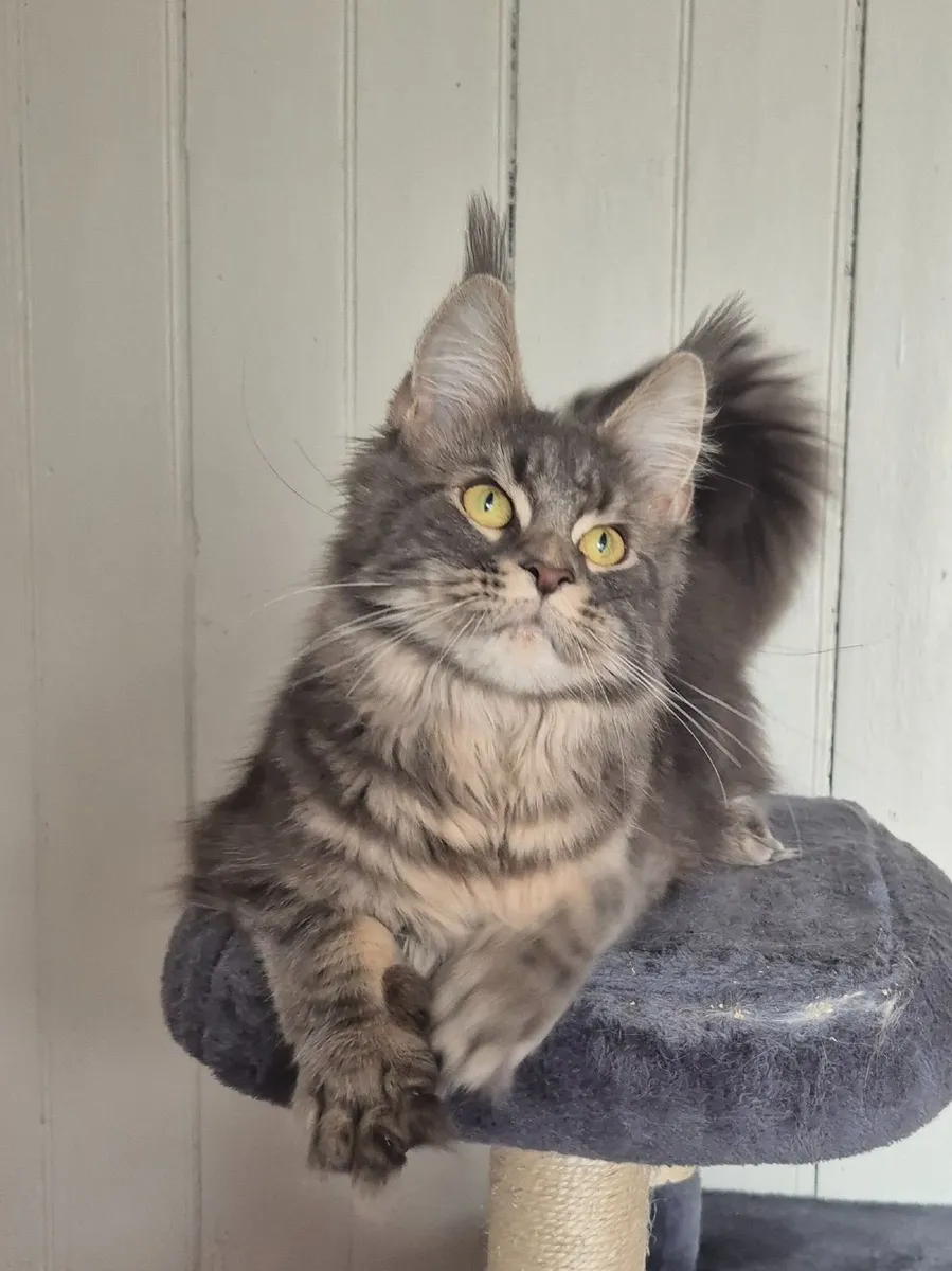Maine coon female - Image 2