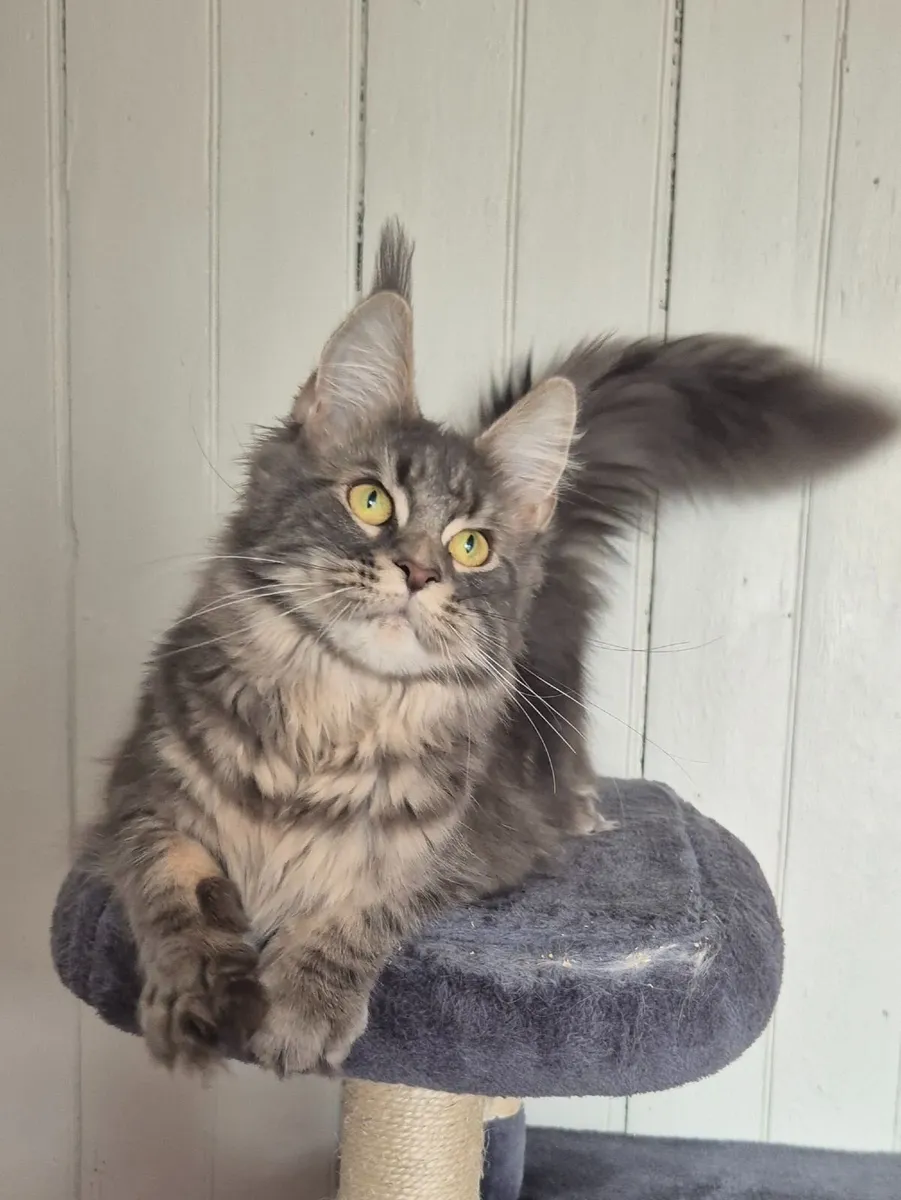 Maine coon female - Image 3