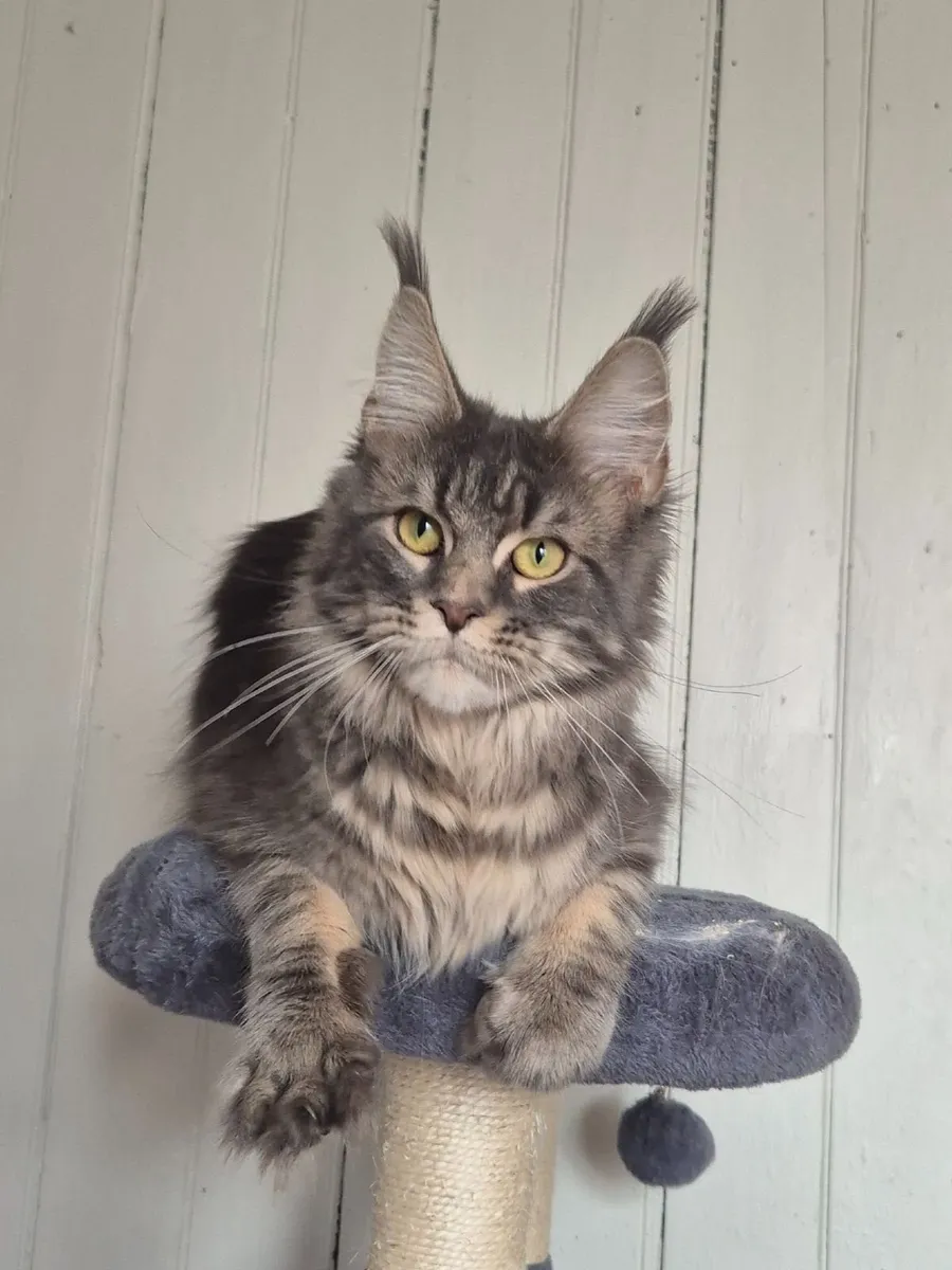 Maine coon female - Image 1