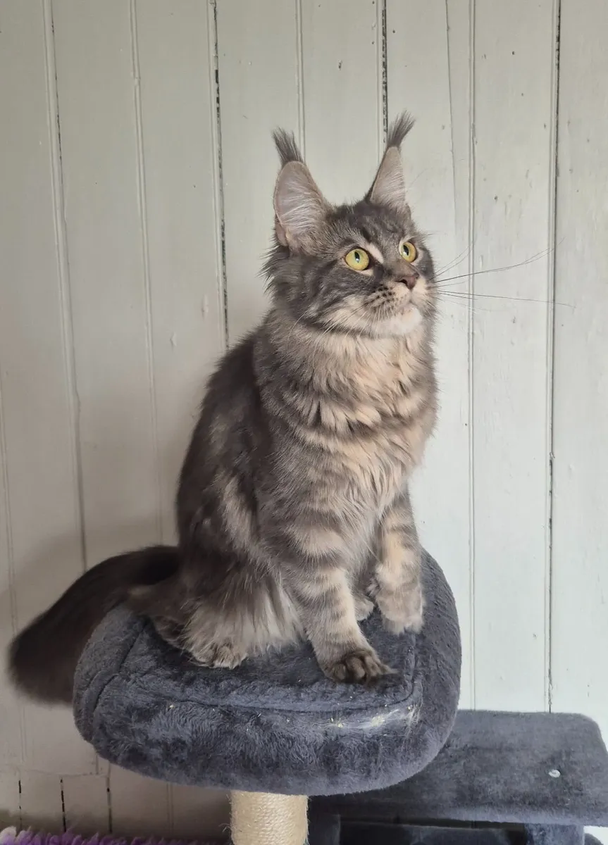 Maine coon female - Image 4
