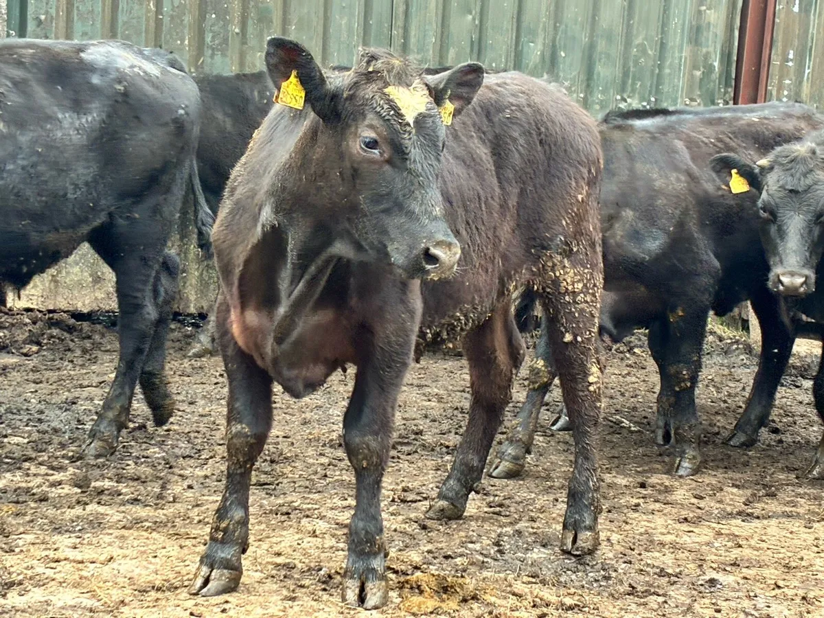 30 Angus and Hereford 400 kg bullocks - Image 3