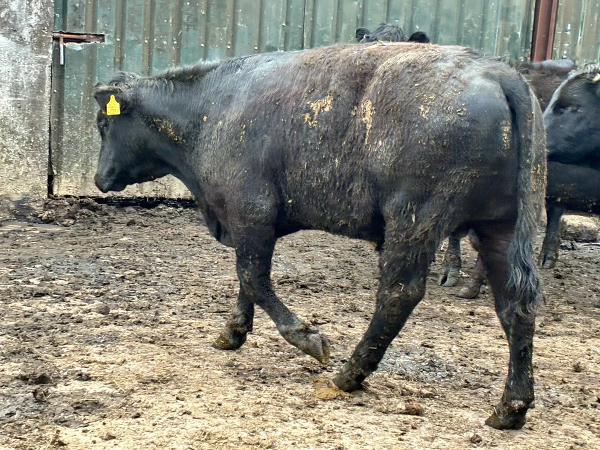 30 Angus and Hereford 400 kg bullocks - Image 4