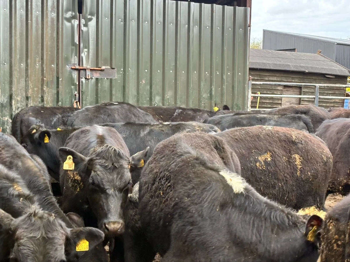 30 Angus and Hereford 400 kg bullocks - Image 1