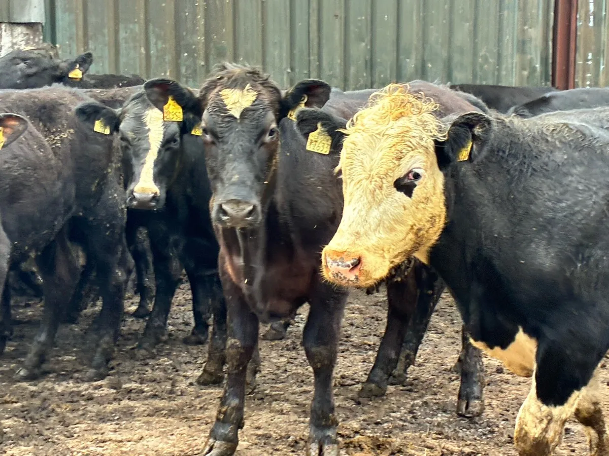 30 Angus and Hereford 400 kg bullocks - Image 2