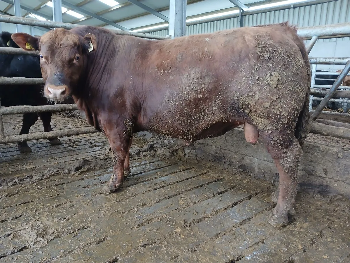 PB Angus Bull - Image 1