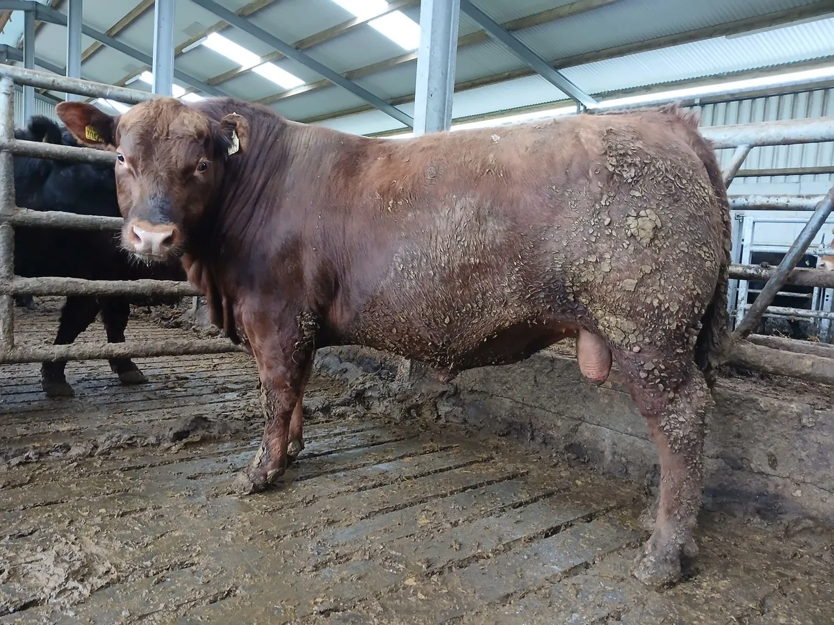 PB Angus Bull - Image 2