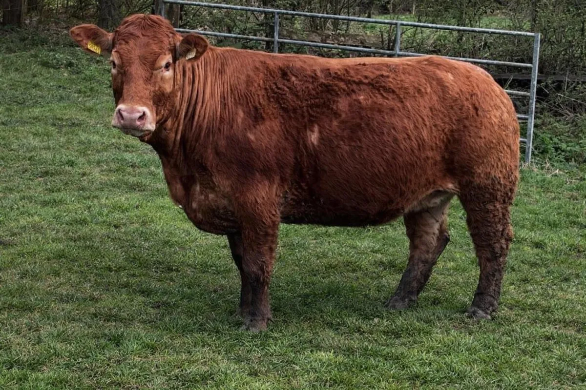 Pedigree Limousin Heifer