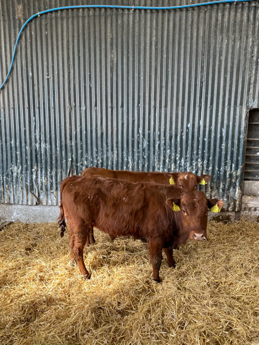 Charolais and blue bullocks - Image 4