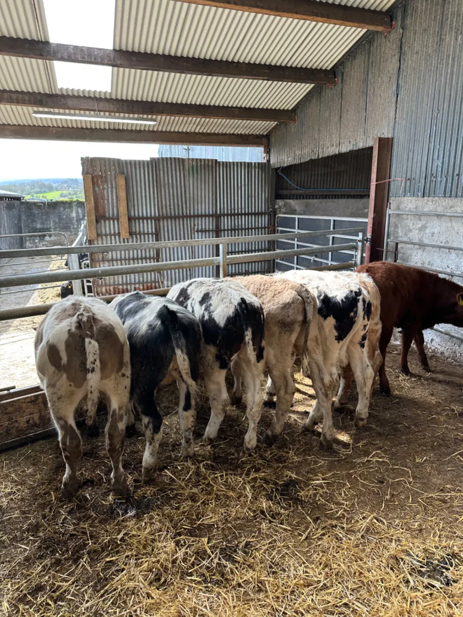 Charolais and blue bullocks - Image 3