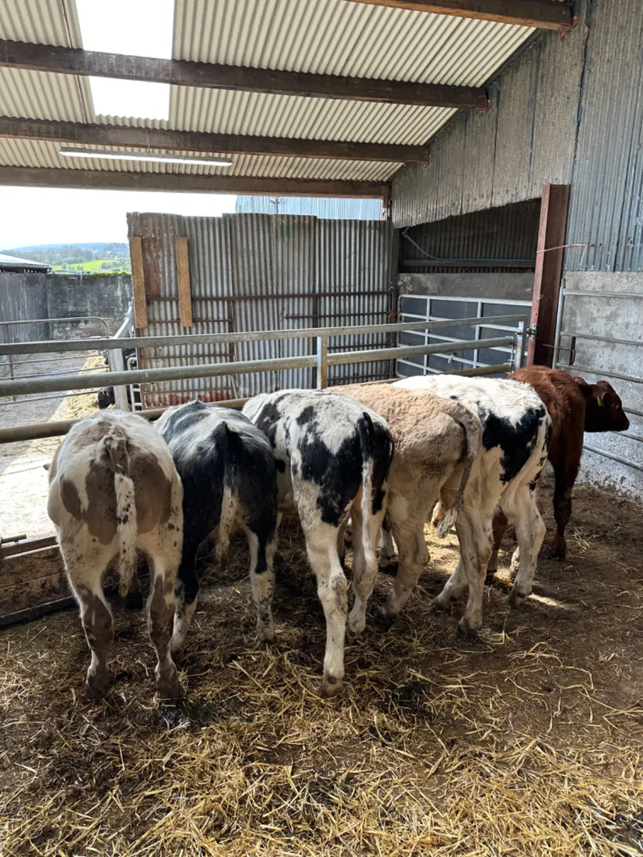 Charolais and blue bullocks - Image 1