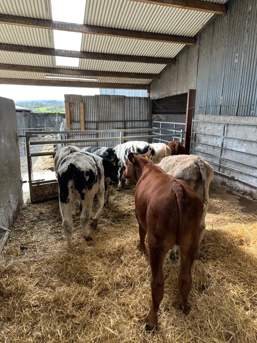 Charolais and blue bullocks - Image 2