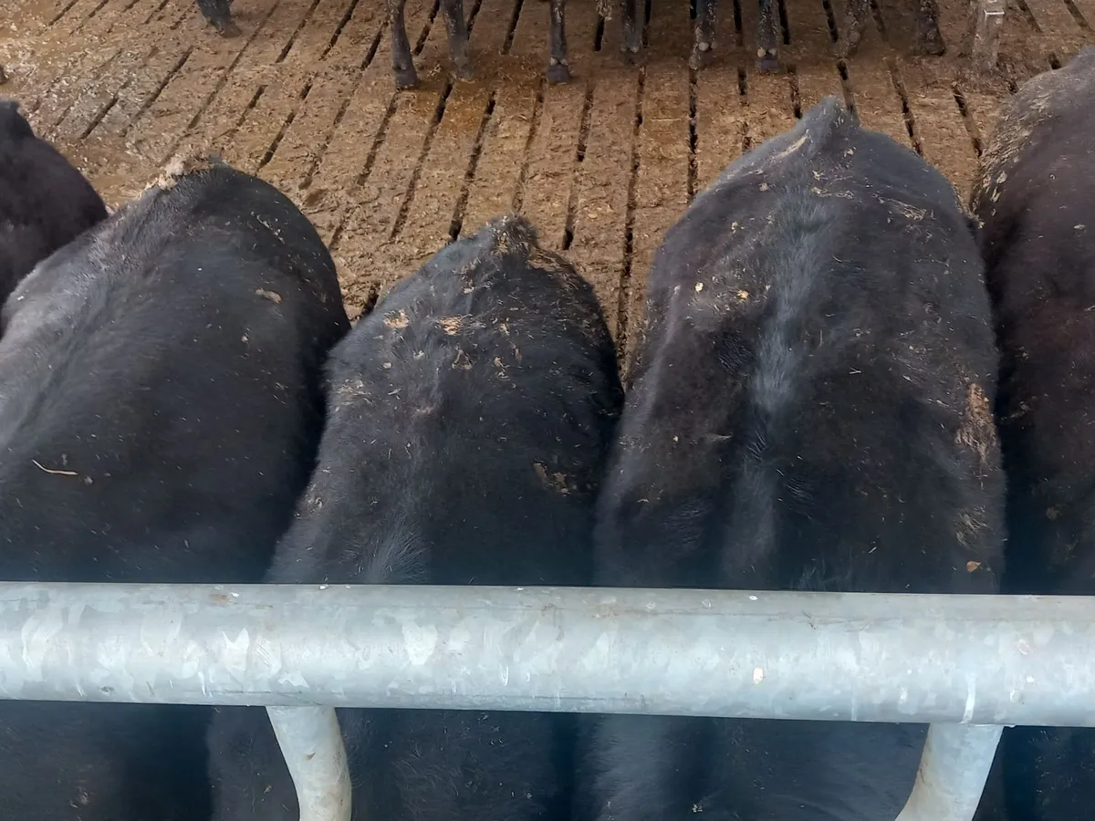 Angus cattle - Image 1